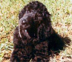 Black standard poodle pup