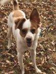 Stella- Papillion Mix Dog To Adopt In Atlanta GA