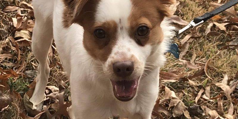 Stella- Papillion Mix dog to adopt in Atlanta GA
