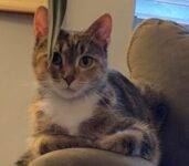 Tabby Calico Tuxedo Cat For Adoption Birmingham Al
