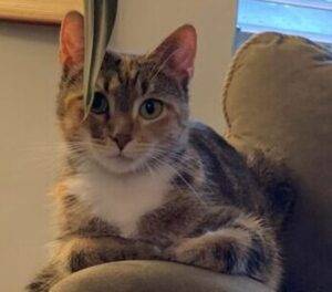 Tabby calico tuxedo cat for adoption in birmingham al – supplies included – meet winny
