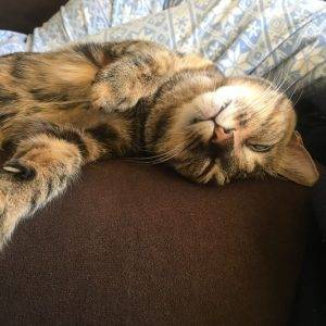 Adorable brown tabby cat for adoption in washington dc – adopt tora
