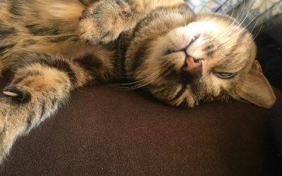 Adorable Brown Tabby Cat for Adoption in Washington DC – Adopt Tora