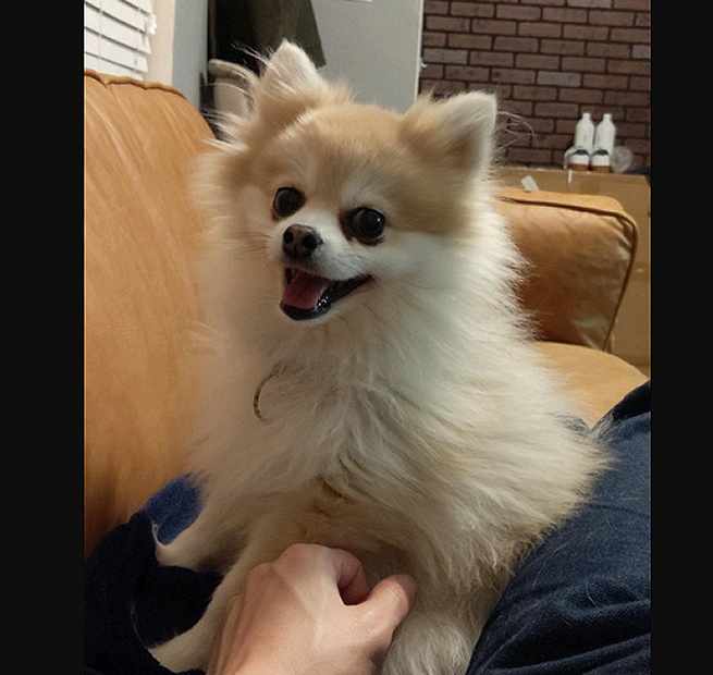 Pomeranian to adopt in houston texas named teddy