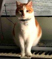 Handsome Red And White Tabby Cat For Adoption In Longwood FL - Supplies Included - Adopt Tendo