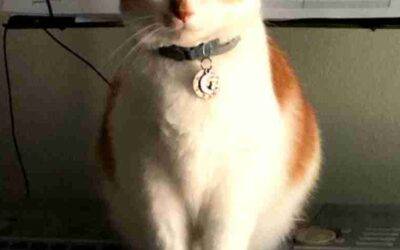 Handsome red and white tabby cat for adoption in longwood fl – supplies included – adopt tendo
