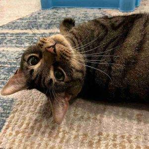 Grey tabby cat for adoption denver pa adopt theo