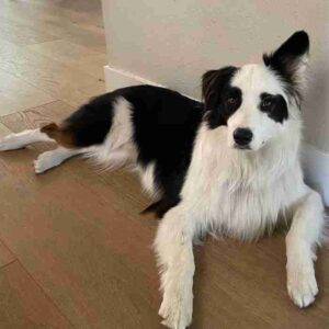 Obedience trained australian shepherd for adoption in san jose (aptos) ca – supplies included – adopt theo