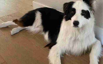 Obedience Trained Australian Shepherd For Adoption in San Jose (Aptos) CA – Supplies Included – Adopt Theo