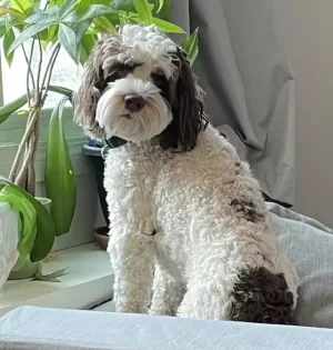 Handsome Theo, A Cockapoo Looking For A New Home In Edmonton Ab