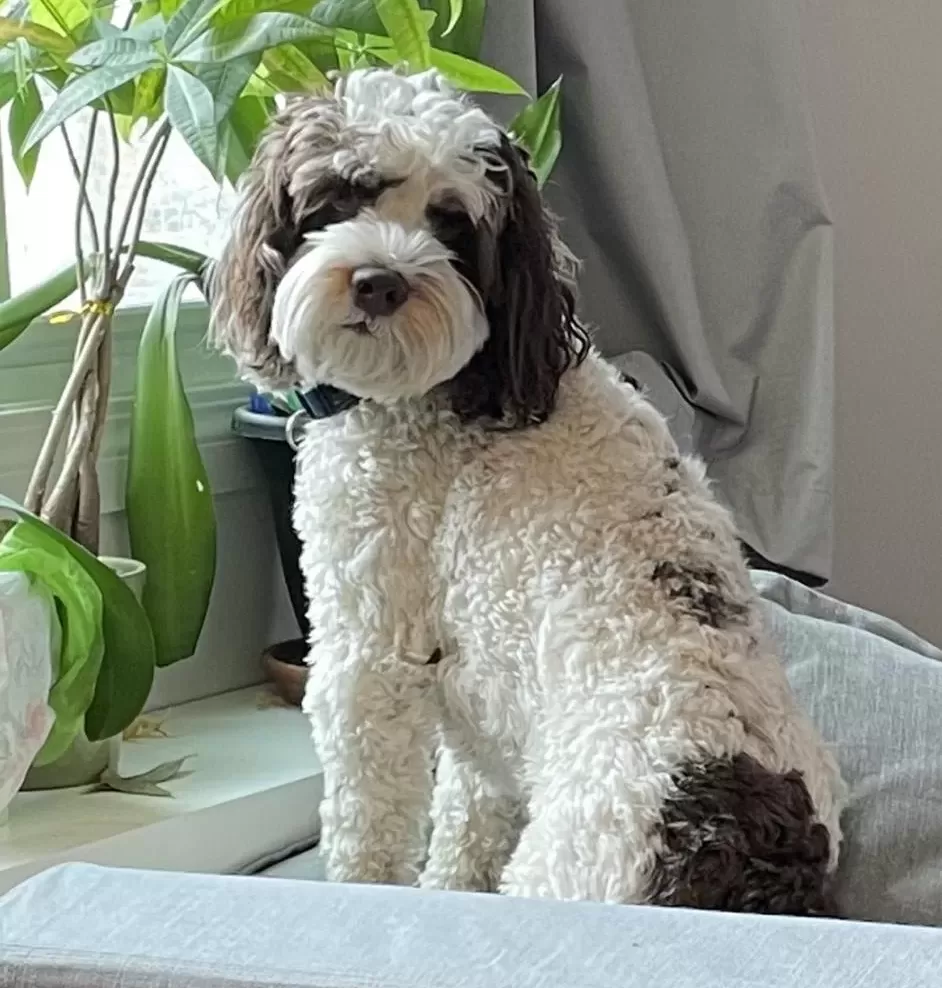 Handsome Theo, a Cockapoo looking for a new home in Edmonton Ab
