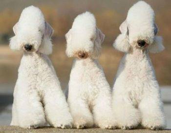 Three bedlington terrier dogs