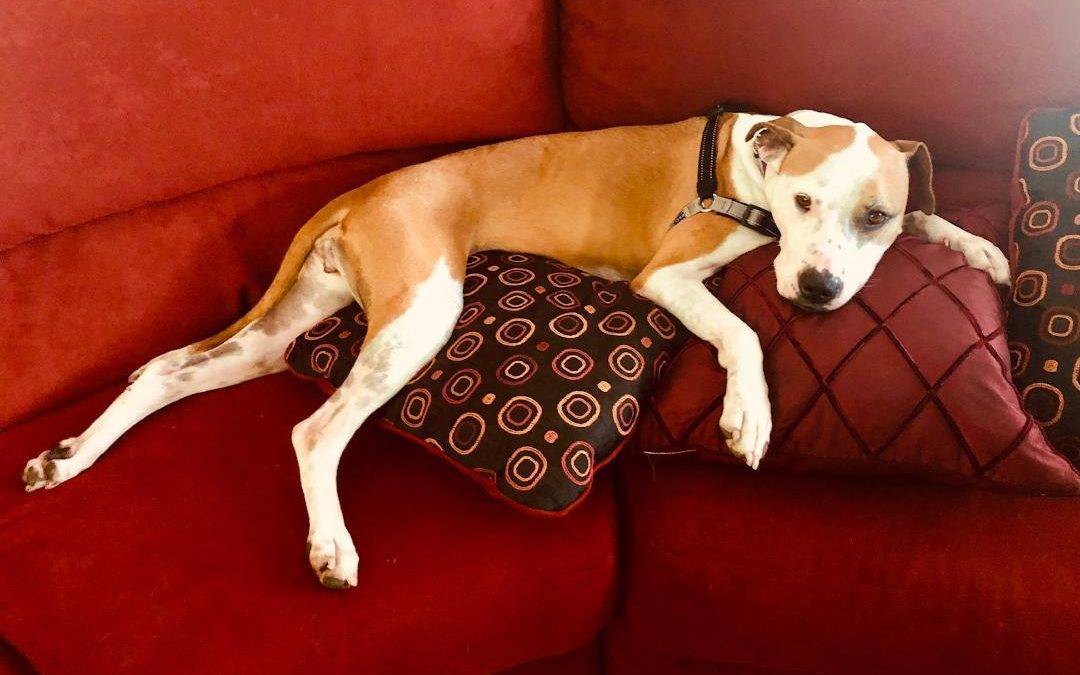 Boxer Dog For Adoption – All Supplies Included – Raleigh NC – Adopt SANSA