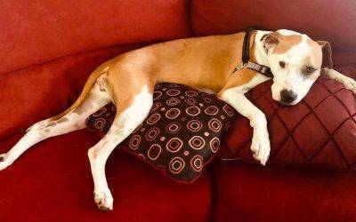 Boxer dog for adoption – all supplies included – raleigh nc – adopt sansa