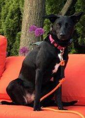 Black Labrador Retriever Border Collie Mix Dog For Adoption In Roslyn NY – Supplies Included – Adopt Nova