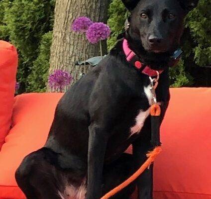 Black Labrador Retriever Border Collie Mix Dog For Adoption in Roslyn NY – Supplies Included – Adopt Nova