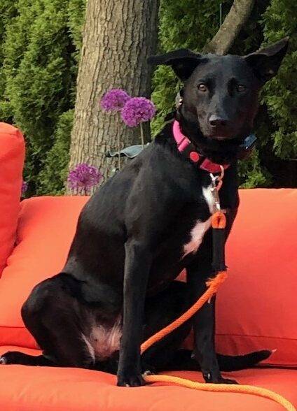 Black Labrador Retriever Border Collie Mix Dog For Adoption in Roslyn NY – Supplies Included – Adopt Nova