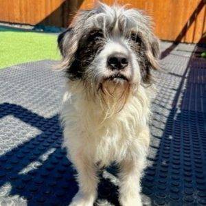 Tibetan terrier mix for adoption in brooklyn ny adopt addie 3