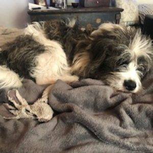 Tibetan terrier mix for adoption in brooklyn ny adopt addie 4