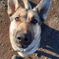 ADOPTED – Lovely Obedience Trained German Shepherd Dog Near Edmonton In Millett AB – Meet Tikka