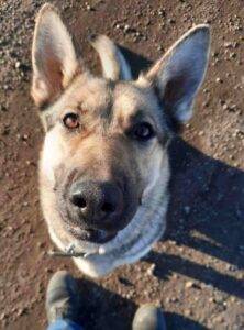 Adopted – lovely obedience trained german shepherd dog near edmonton in millett ab – meet tikka