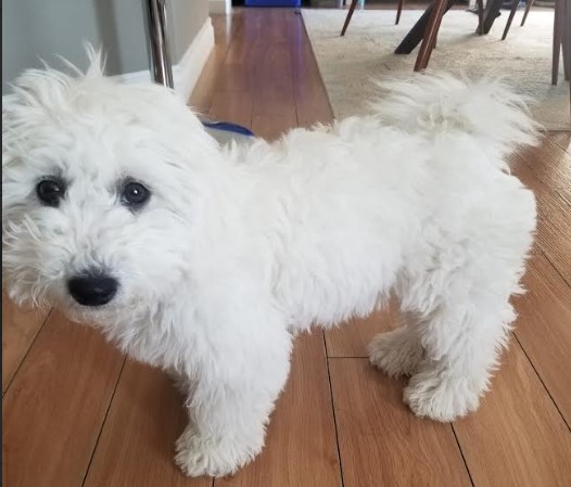 Tofu, cute, fluffy bichipoo (Bichon Toy Poodle mix) dog for adoption in edmonton ab