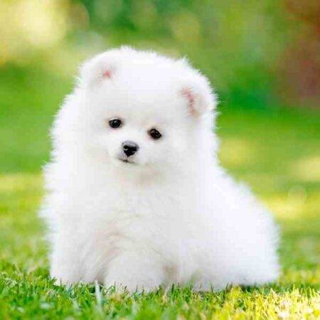 Teacup Pomeranian Rehoming Adoption and Rescue Resources Pet Rehoming ...