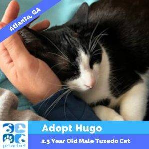 Handsome Tuxedo Cat For Adoption In Atlanta GA – Adopt Hugo