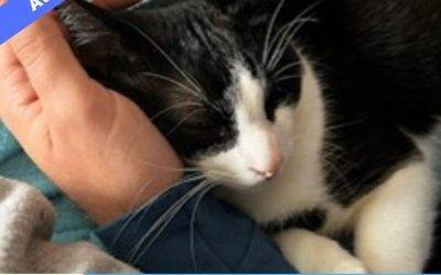 Handsome Tuxedo Cat for Adoption in Atlanta GA – Adopt Hugo