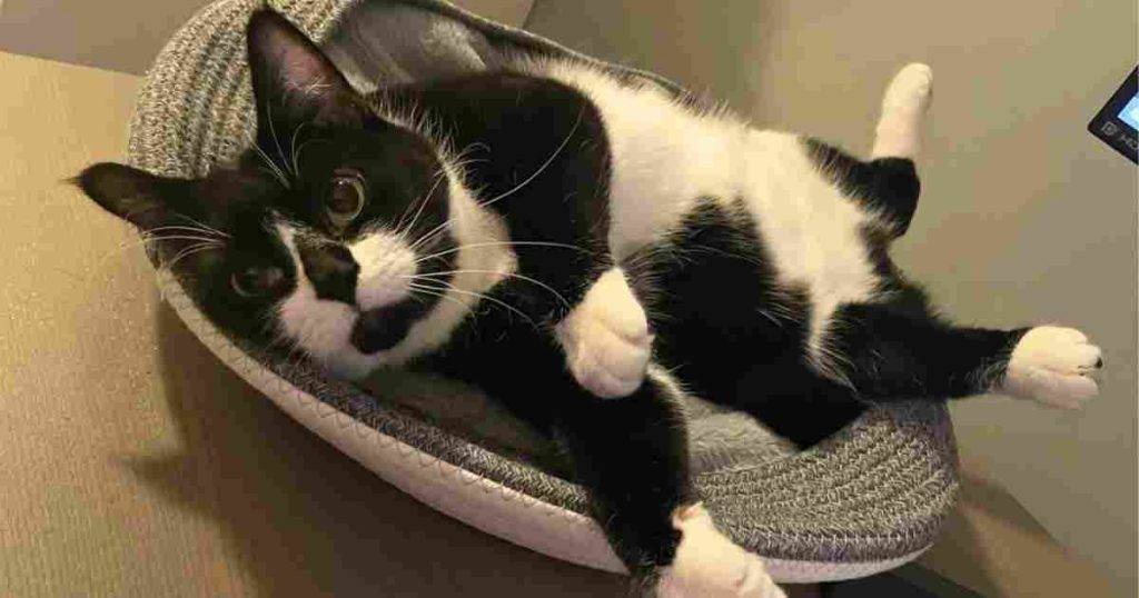 Adorable female tuxedo cat laying on her back looking extra cute.