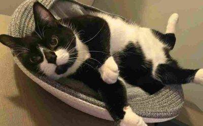 Adorable Tuxedo Cat For Adoption in Vancouver BC – Supplies Included – Meet  Wilma