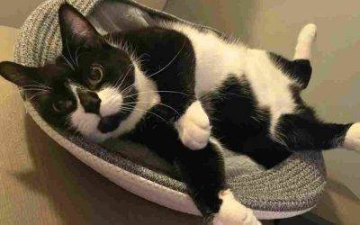 Adorable tuxedo cat for adoption in vancouver bc – supplies included – meet  wilma