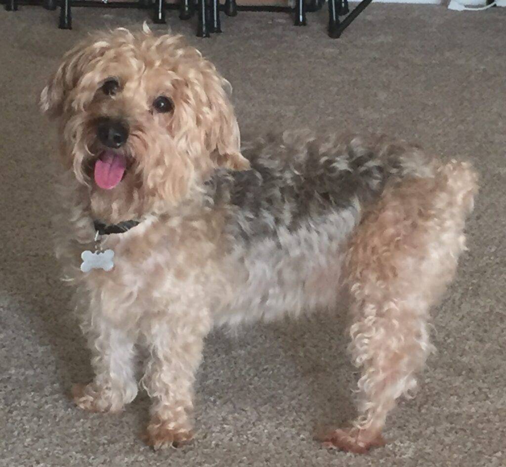 Tyson yorkipoo dog for adoption in atlanta ga