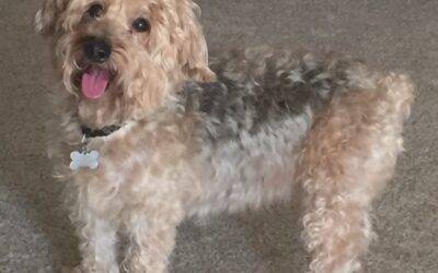 Yorkipoo for adoption in atlanta – supplies included – adopt tyson