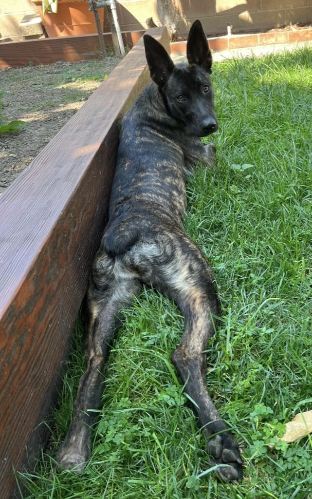 dog for adoption in santa fe springs ca