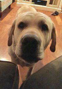 Rehomed!! Roger – purebred yellow lab for adoption in beach park il