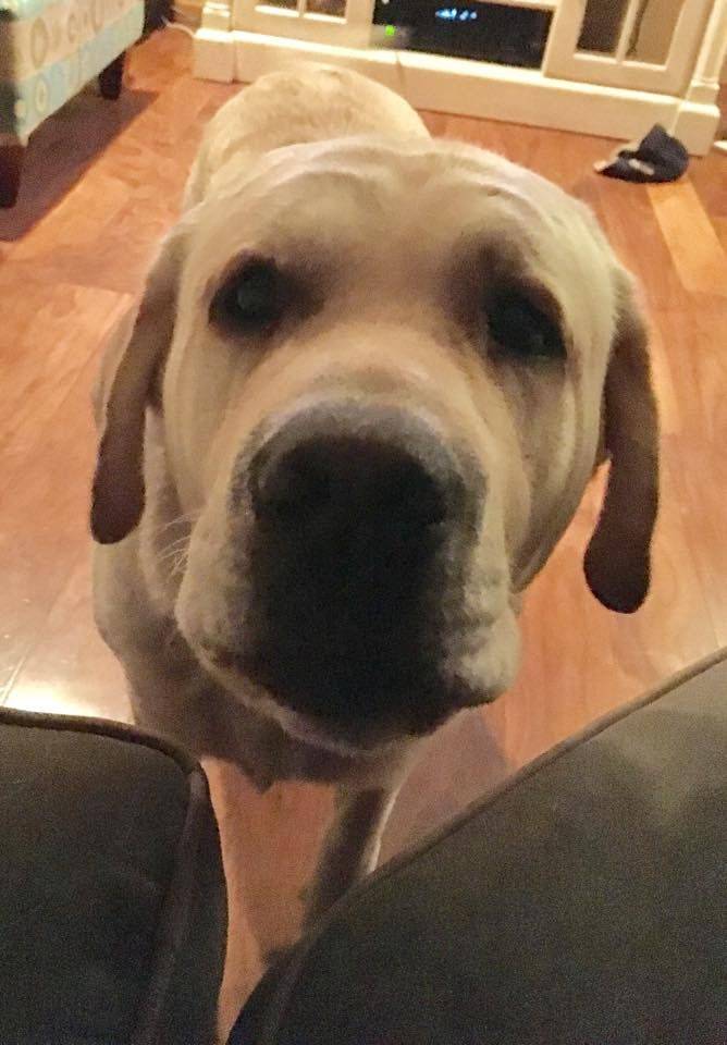 REHOMED!! ROGER – Purebred Yellow Lab For Adoption in Beach Park IL