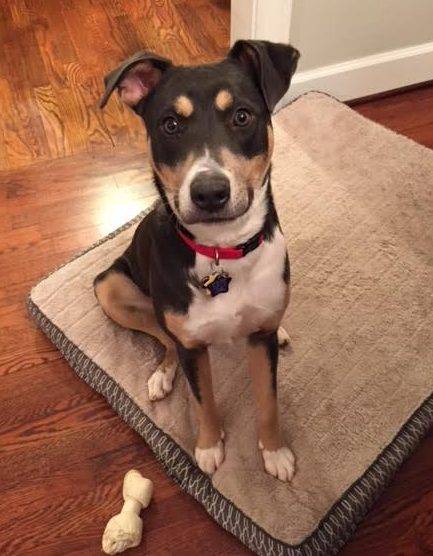 Blue - Beagle American Terrier Mix Dog For Adoption Atlanta GA
