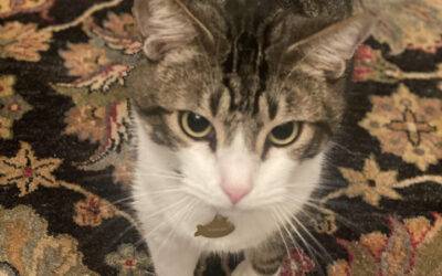 Brown tabby cat for adoption in sugar land tx – supplies included – adopt ranger