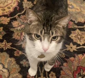 Brown Tabby Cat For Adoption In Sugar Land TX – Supplies Included – Adopt Ranger