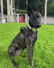 Fabulous Dutch German Shepherd Mix Dog For Adoption In LA Santa Fe Springs – Meet Freyja