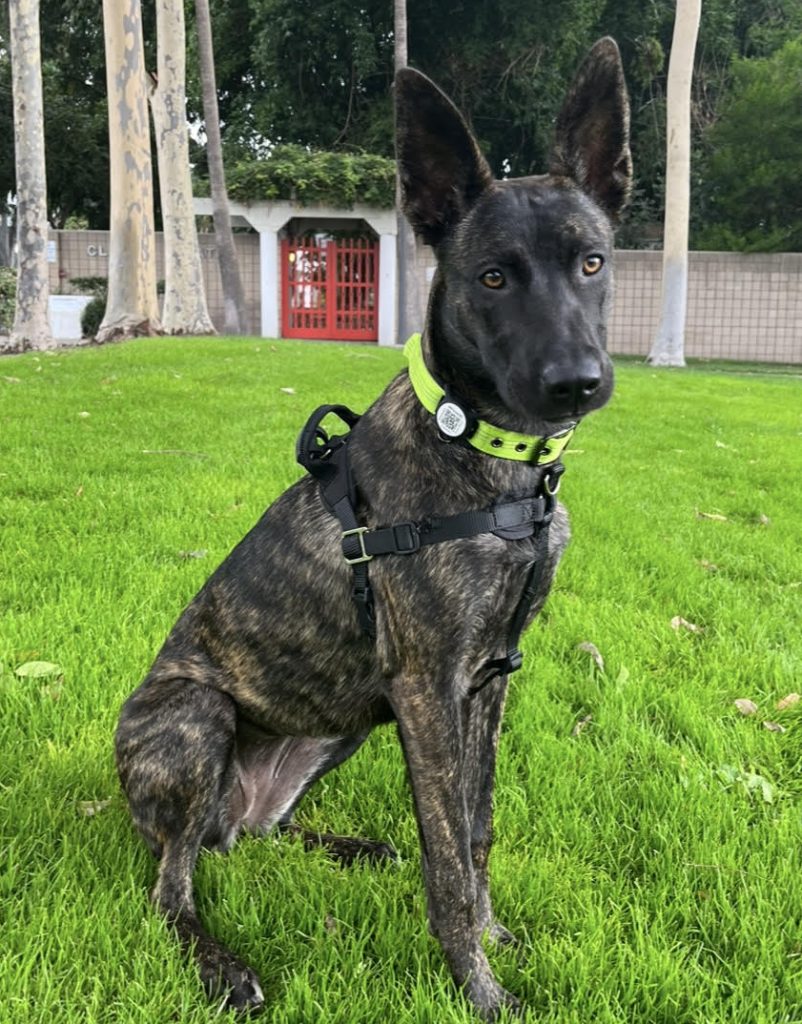 Fabulous dutch german shepherd mix dog for adoption in la santa fe springs – meet freyja