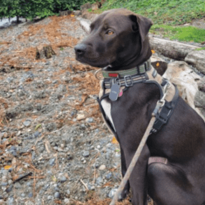 Adorable lab retriever pittie and pointer mix for adoption in seattle wa - supplies included - adopt utah