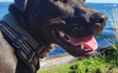 Adorable Lab Retriever Pittie and Pointer Mix For Adoption in Seattle WA – Supplies Included – Adopt Utah