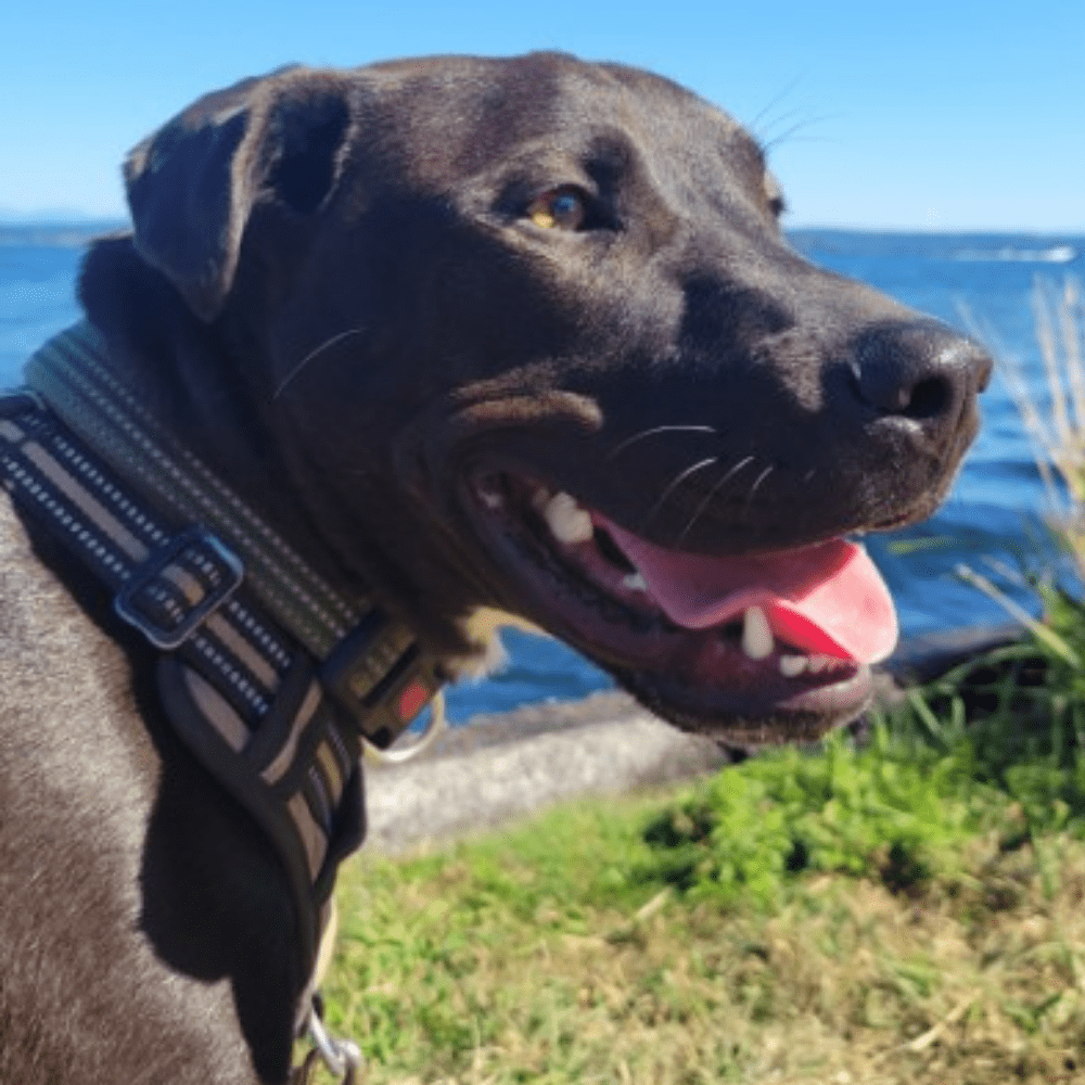 Adorable Lab Retriever Pittie and Pointer Mix For Adoption in Seattle WA – Supplies Included – Adopt Utah