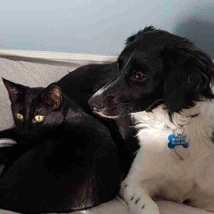 Bonded black cats adoption calgary ab adopt vader and dobby