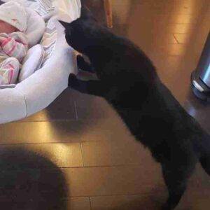 Bonded black cats adoption calgary ab adopt vader and dobby