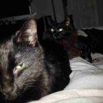 Bonded Black Cats Adoption Calgary AB Adopt Vader And Dobby