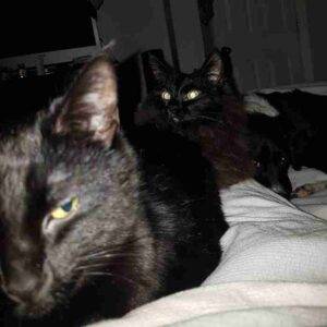 Bonded pair of black cats for adoption in calgary ab – supplies included – adopt vader and dobby
