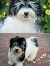 5 YO Havanese Dog For Adoption In Tucson AZ Arizona – Meet Handsome Valentino